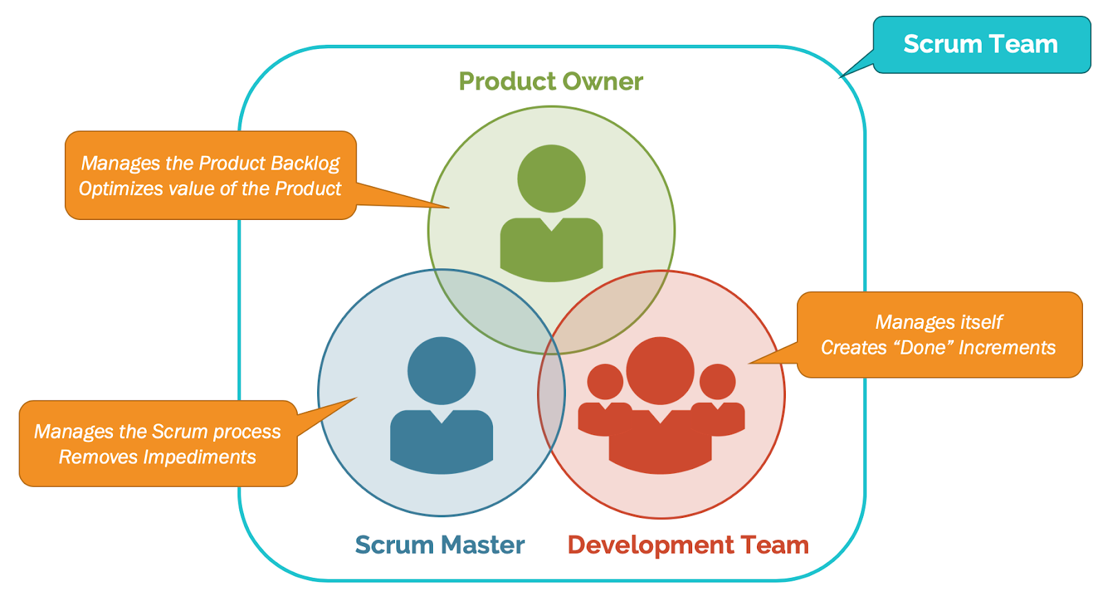 What are the different focus values and roles in scrum